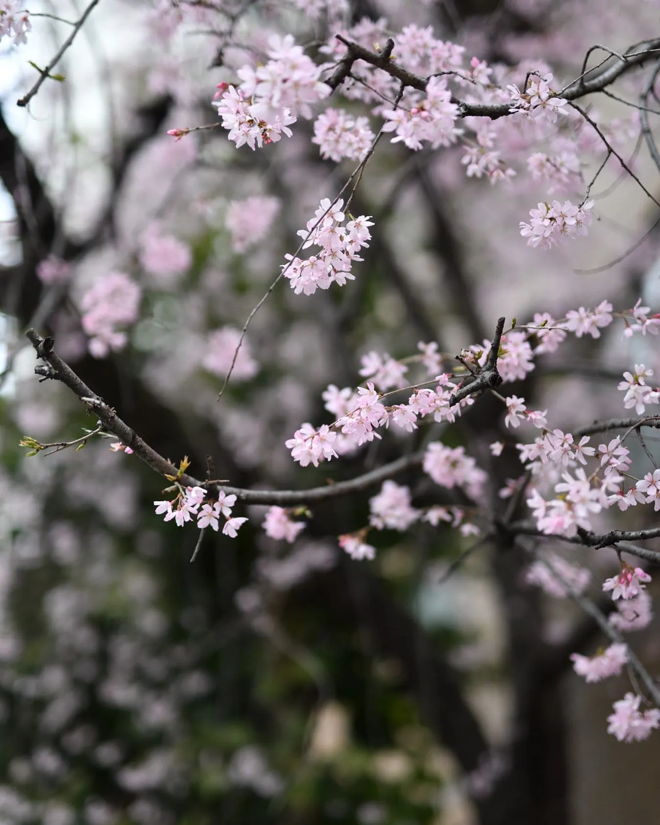 事務所近くの桜です。