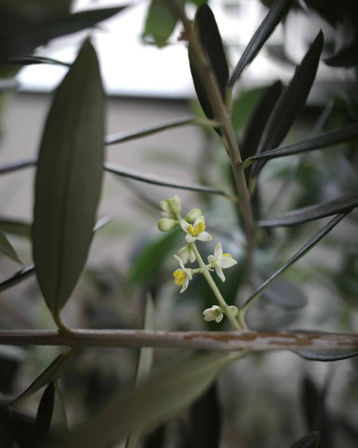 オリーブの木に花が咲いていました。