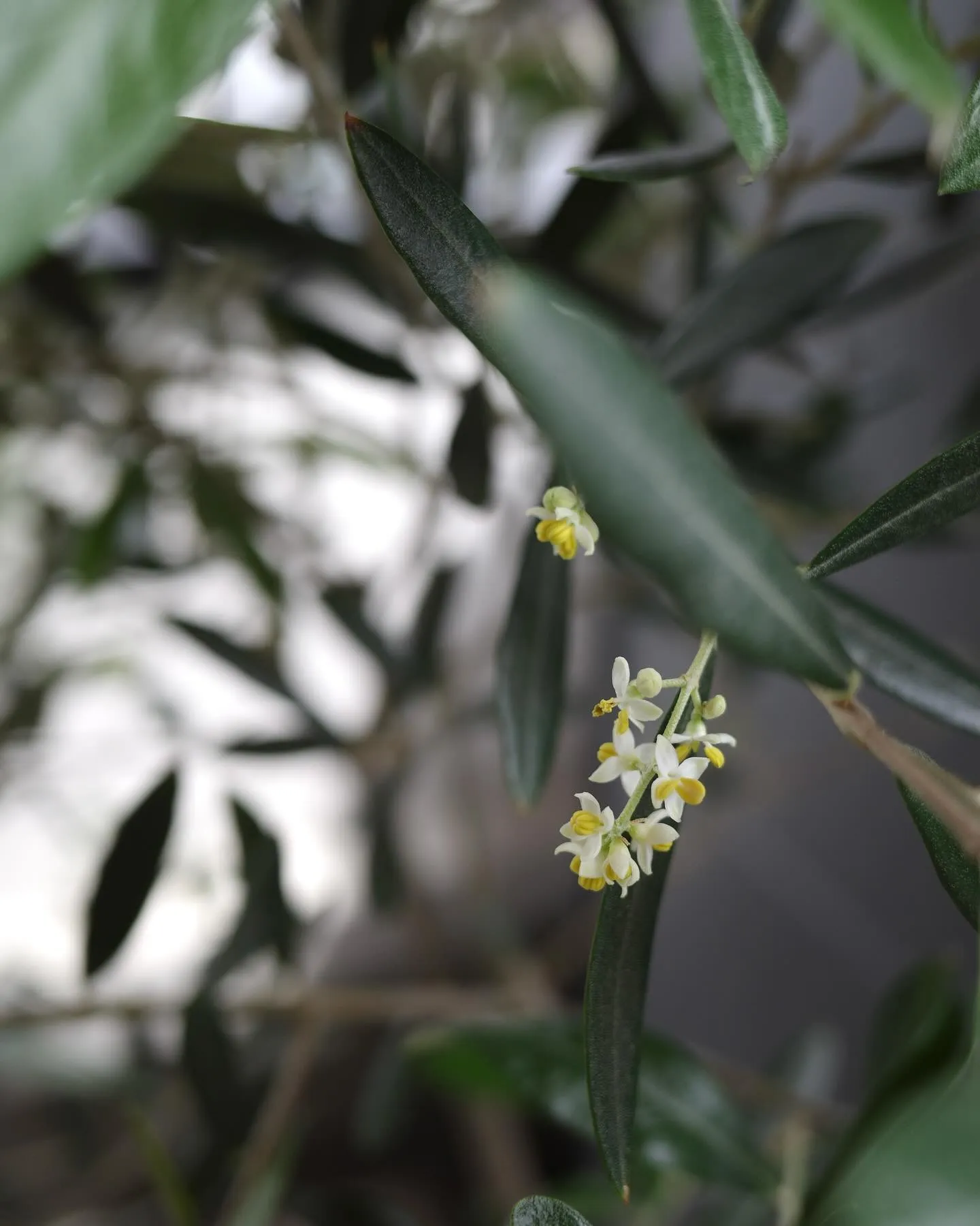 オリーブの木に花が咲いていました。