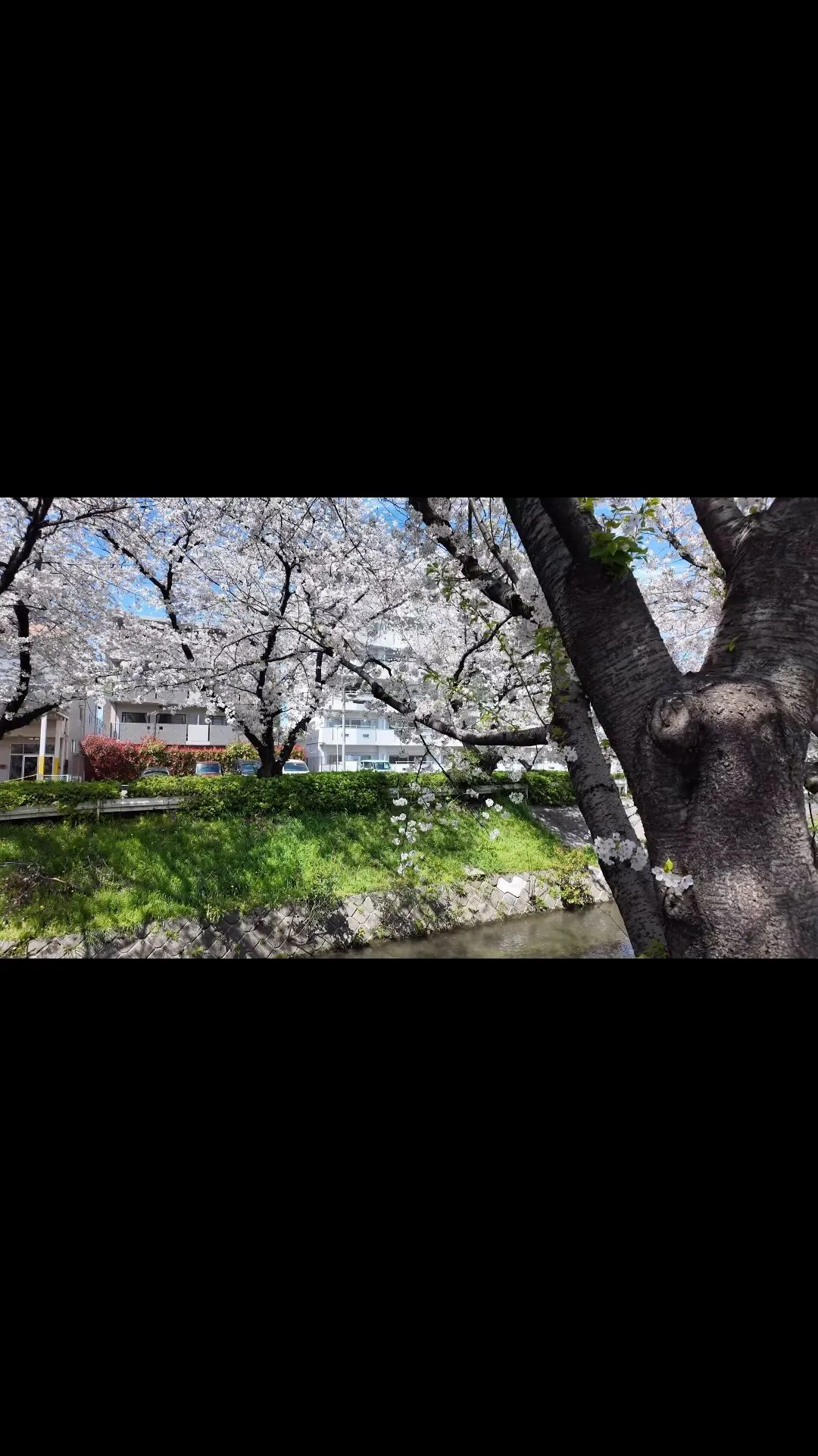 先週末は桜を見ることができました。